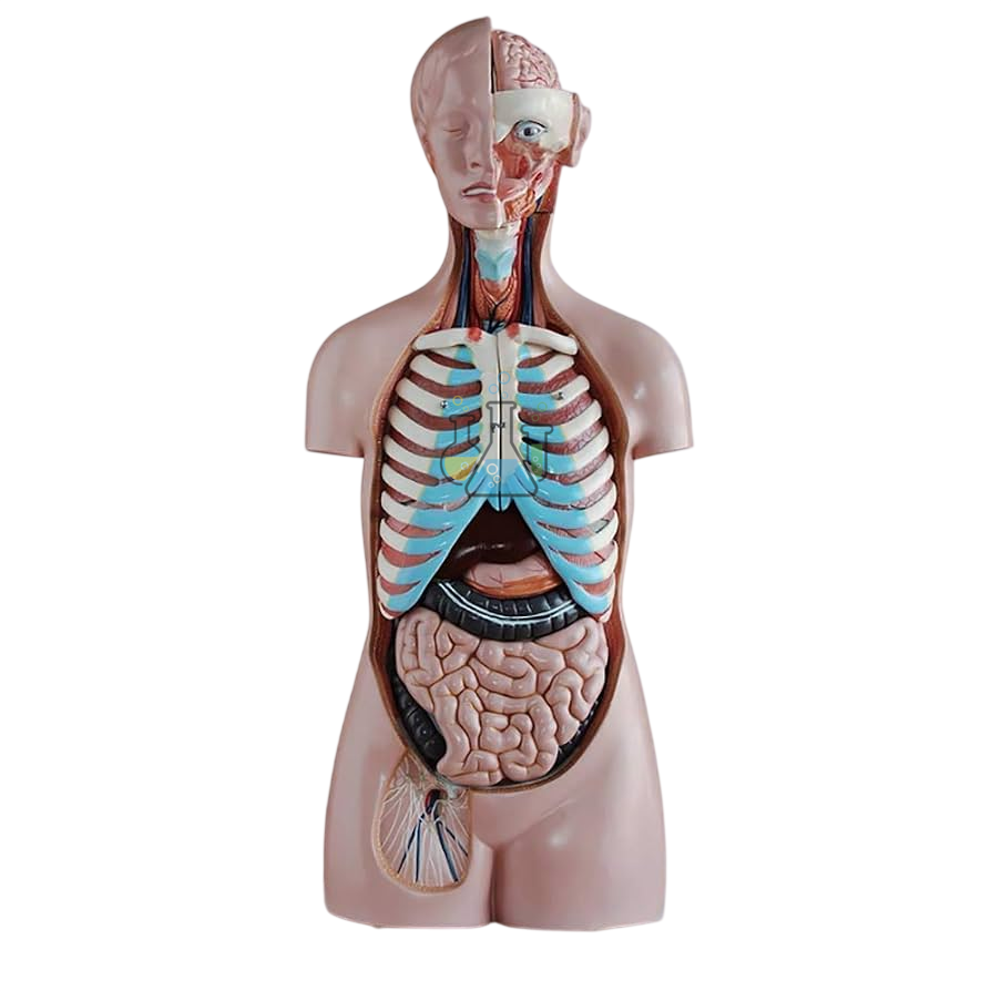 Torso 20-piece Classic
